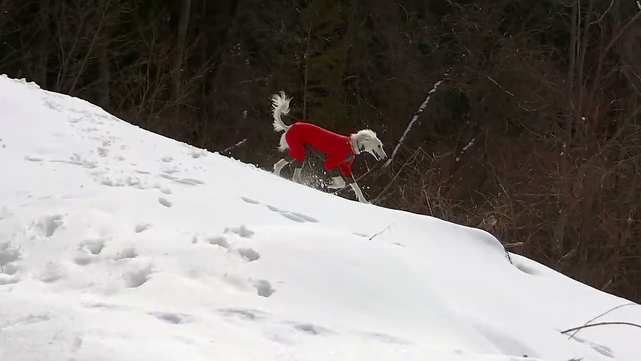やみくもあもも🐾🐾（Saluki）