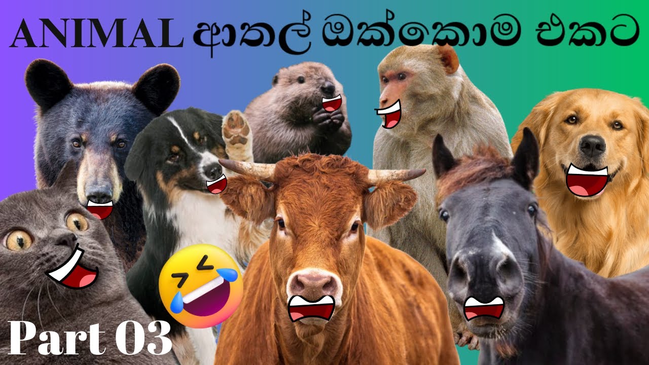 Animal athal katha | Sinhala sattu Athal | Sinhala funny Meme Athal