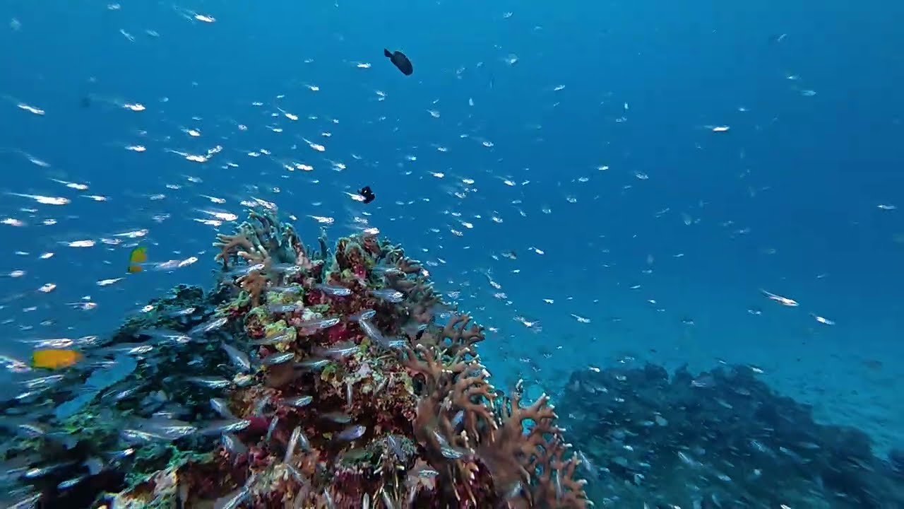 260304【Dive4竹富島ビタローの根25】石垣島ダイビングツアー