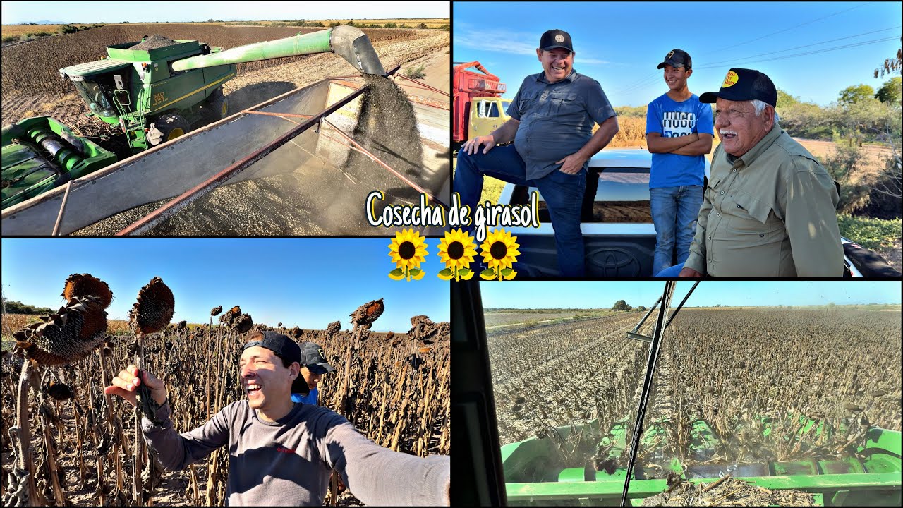 DE ESTA MANERA COSECHAMOS EL GIRASOL🌻 PRIMERA VES QUE NOS TOCA VERLO 👀‼️