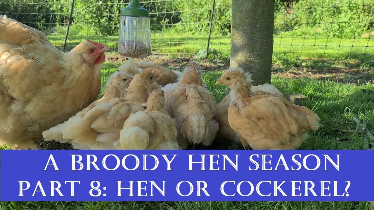 A Broody Hen Season: Part 8 Is It a Hen or Cockerel? Sexing Chicks