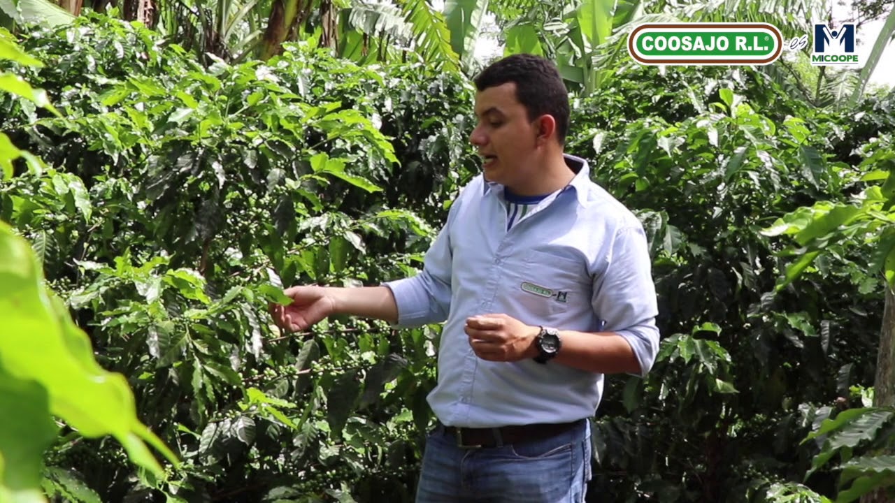 Manejo de Sombra en Cafetal