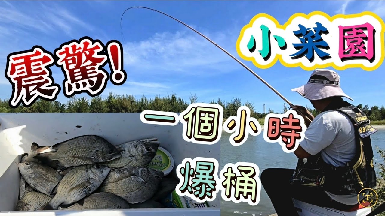 我感覺黑格都回來了！🎣 🤩 一個多小時起魚到手酸。一支意想不到便宜的竿子也能拉出一朵花來喔！ 🥳 🌊 #釣魚分想 #分享 #跟風 #流連忘返 #合興釣具  #大釣客釣具釣點情報站