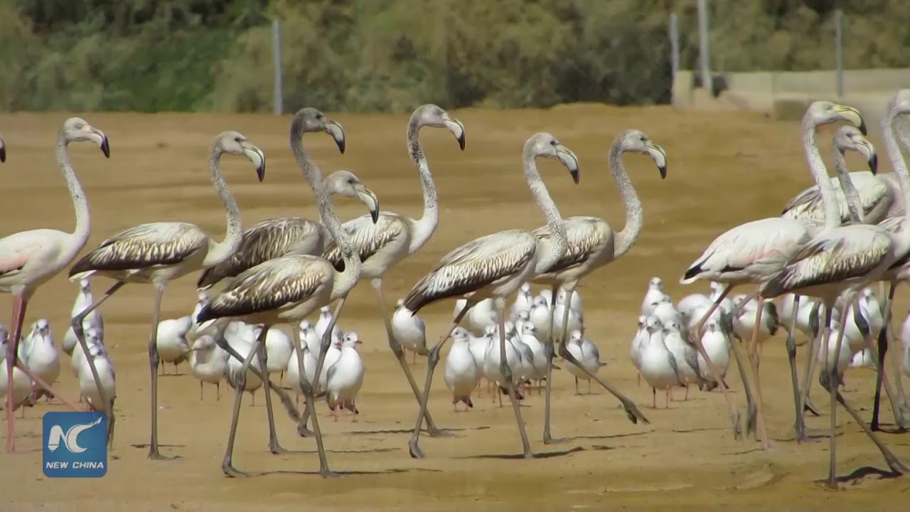 Jordan's Aqaba Bird Observatory combines biodiversity with tourism