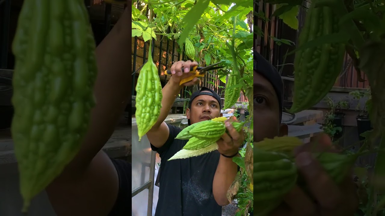 Harvesting Filipino favourite vegetables &ndash; SUPER SARAP!🇵🇭😋