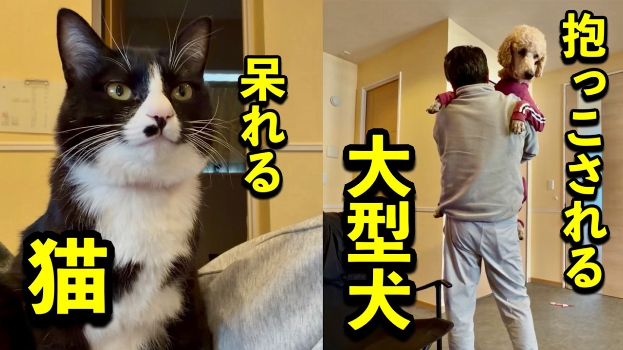 悪いことをしようとして、母に見つかった猫
