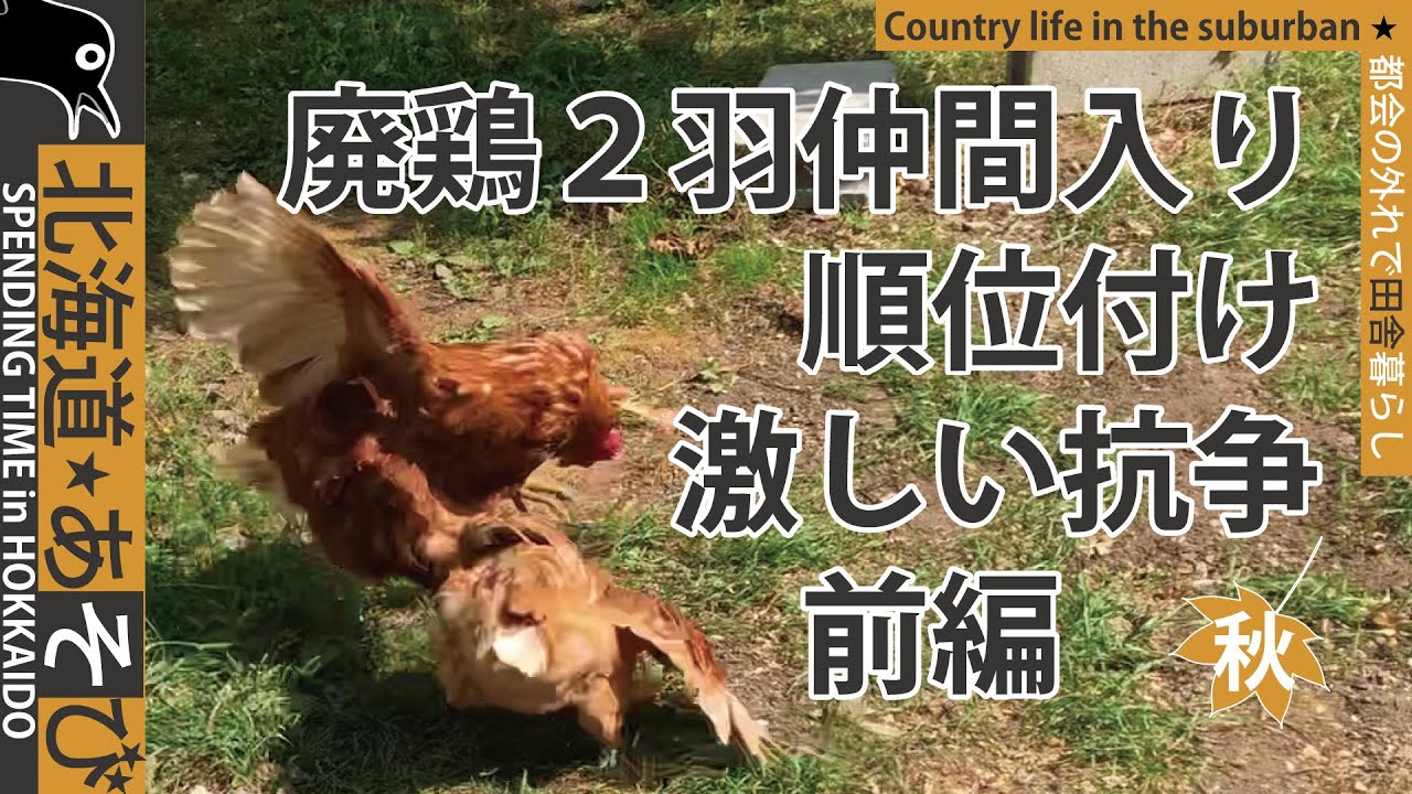 廃鶏を飼う_順位付けの抗争_前編_家畜とペットの間のニワトリ