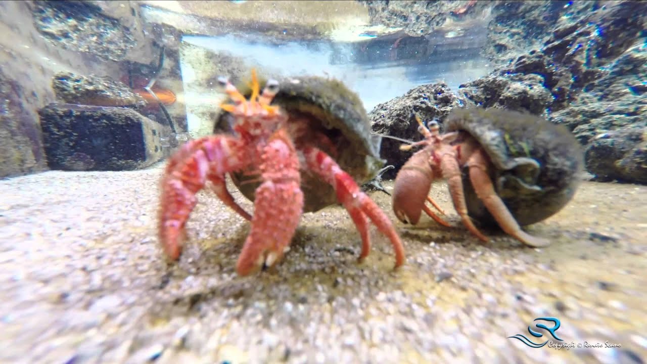 Acquario nella laguna di Nora a Pula