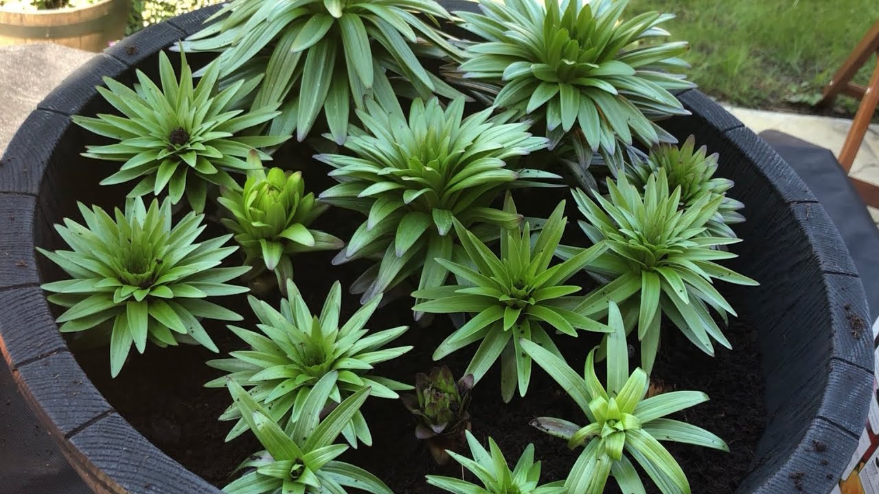 PLANTING ASIATIC LILIES / How to grow and care for asiatic lilies