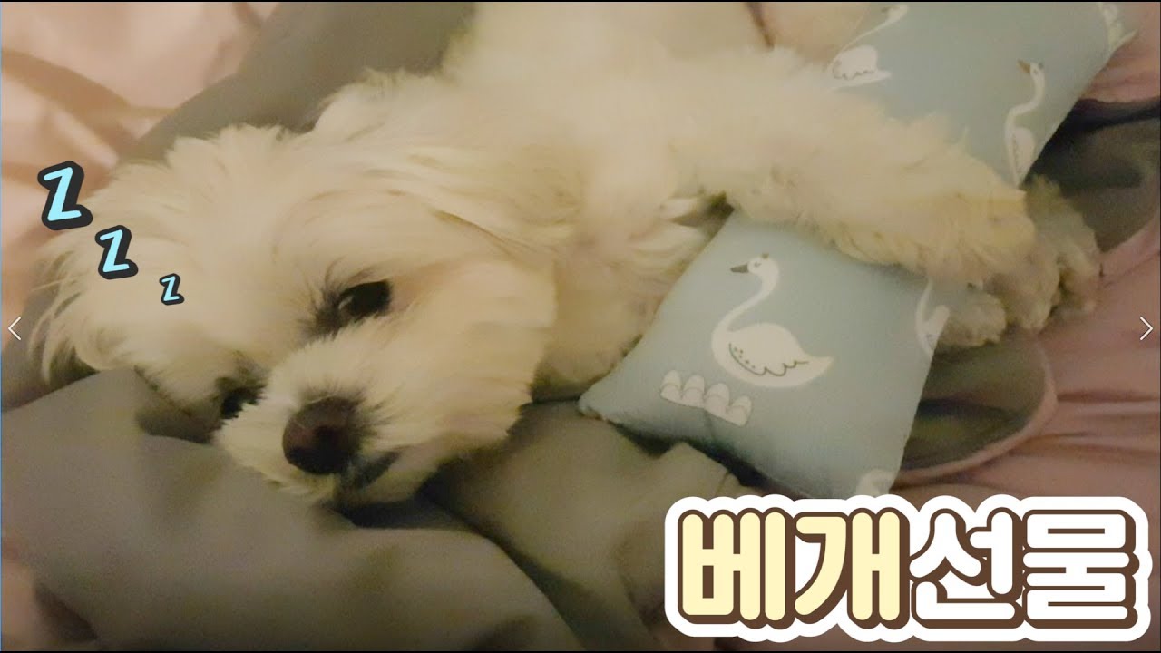 [ENG SUB]사람처럼 베개를 베고 자는 강아지들