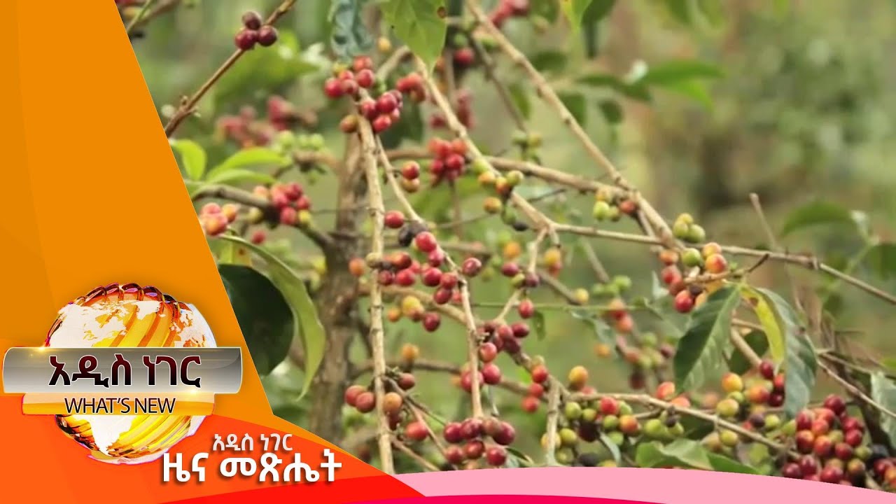 የቡና ዋጋ መወደድ መንስኤ፣ መጋቢት 08 ,2017 What's New Mar 17, 2025