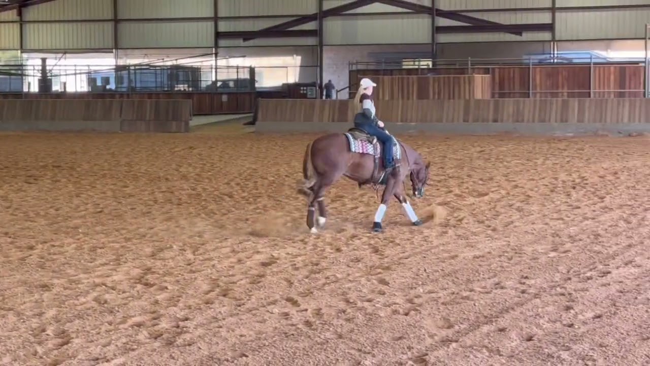Big Time Derby Gelding! Open or Non Pro - Ready to go Win! 