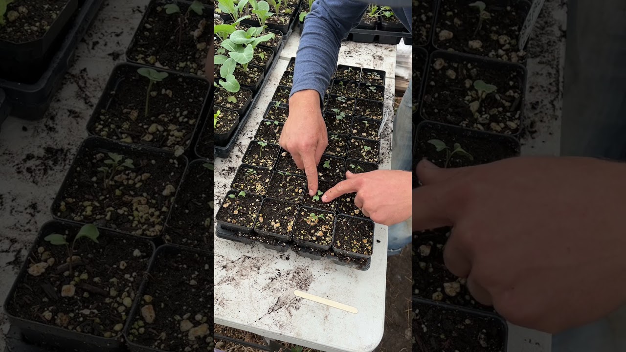 Transplanting and Thinning Seedlings: Spring Countdown Day 6