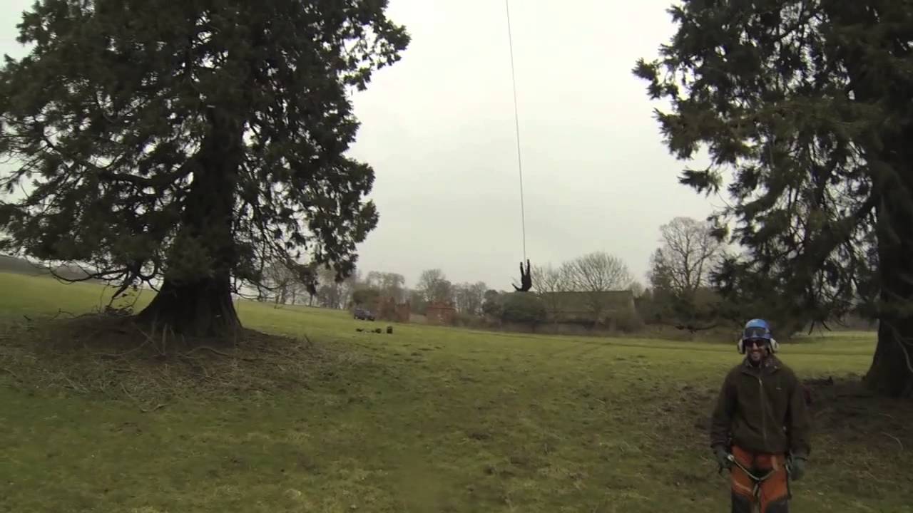 Giant Tree Rope Swing