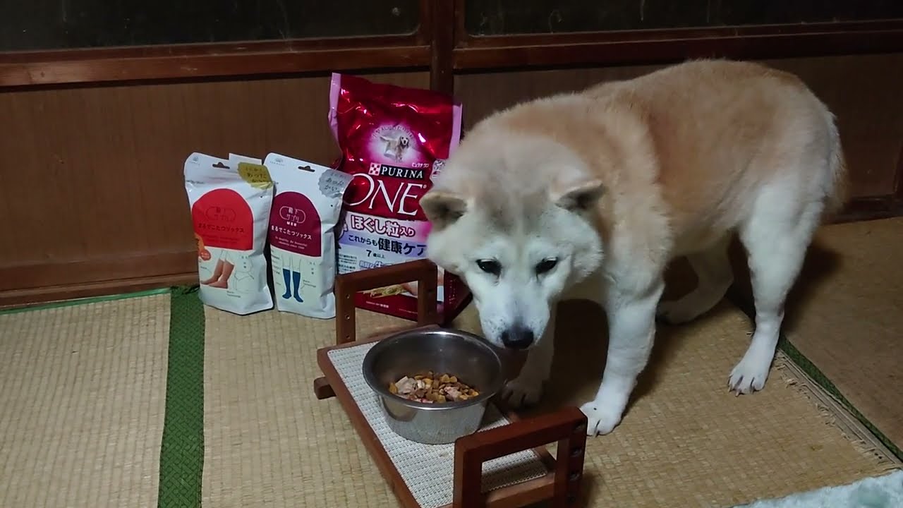 プレゼントありがとうございます！ #フクちゃん #柴犬