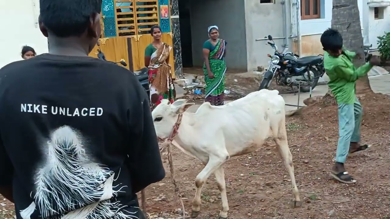 வத்திராப்பு 12 மாத கன்று முதல் தடவை கட்டி ஆட வைக்கிறோம் 