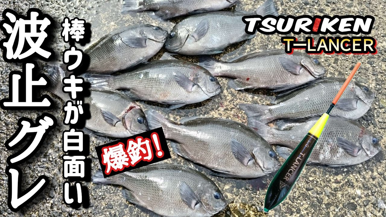 棒ウキの沈む瞬間が 面白くて楽しい！爆釣‼【グレ釣り】【波止釣り】