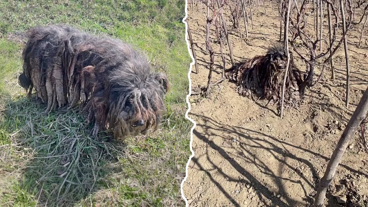 Dirty and Smelly Look made him always chased away and ridiculed, yet he never lost Faith in Humans