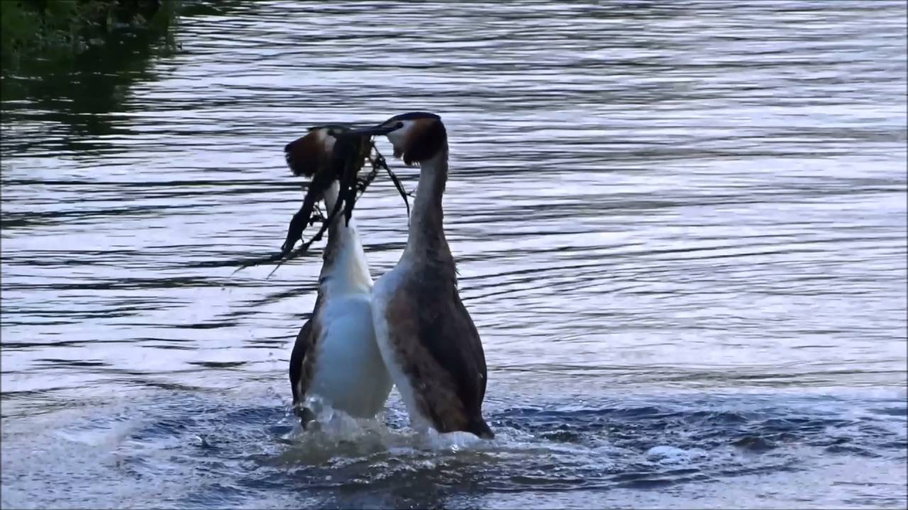 Great Crested Grebe Courtship Ritual / Futen Balts Ritueel (Podiceps Cristatus)