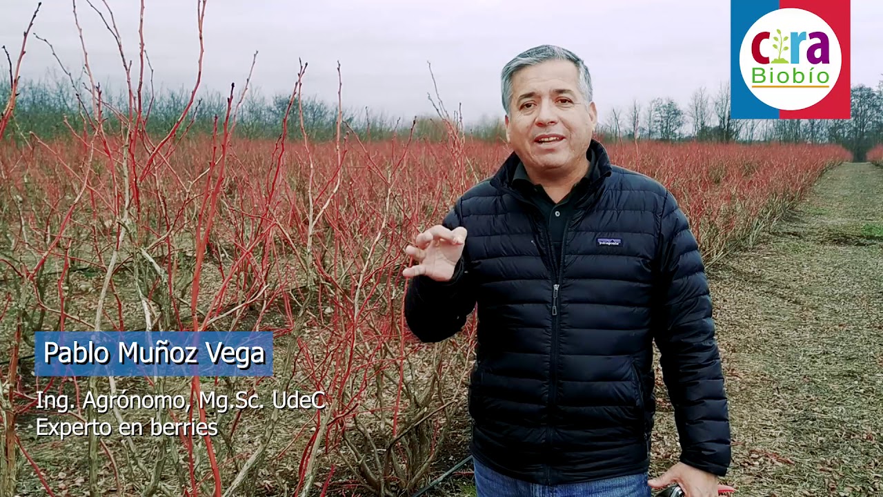 Poda Arándanos en variedades 