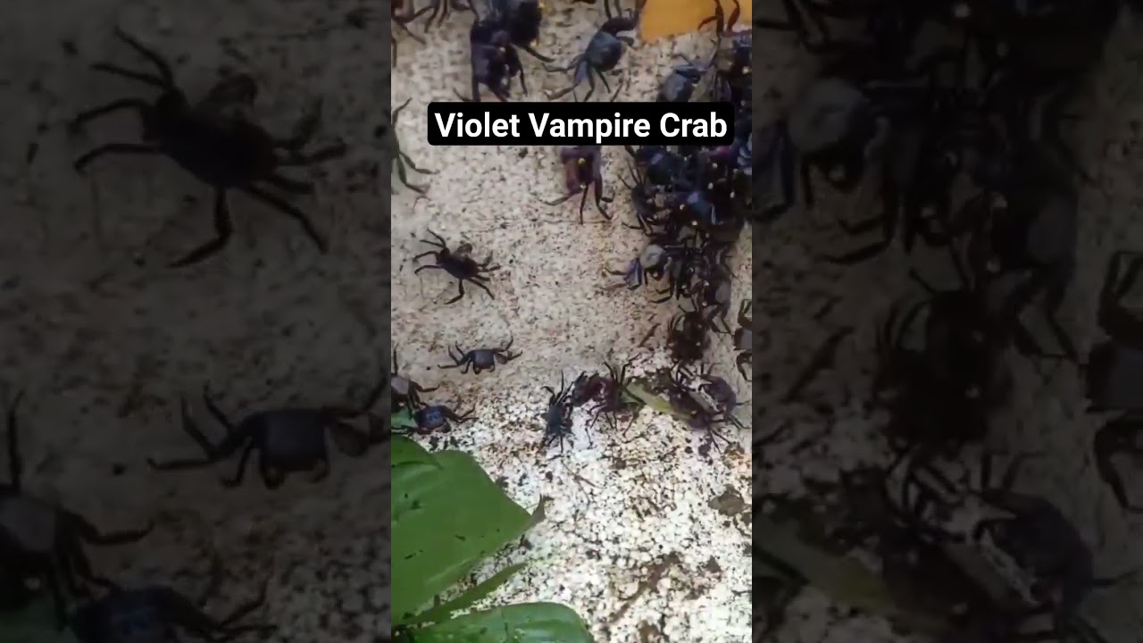 Violet Vampire Crabs #kepiting #crabs #vampire #violet #mini #crustacean