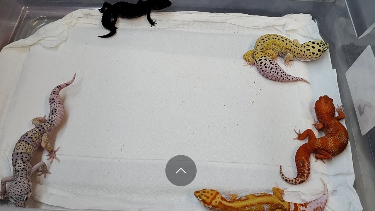 ASK to see any GECKO!