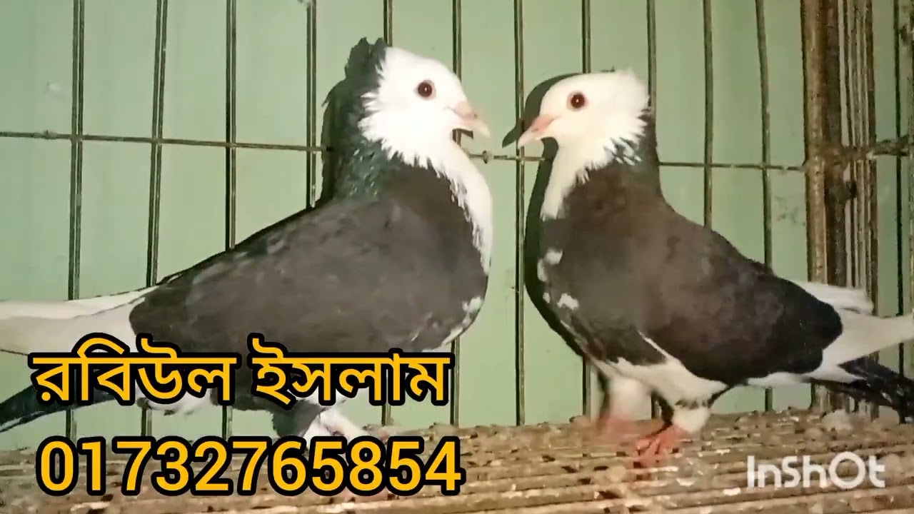 সবচেয়ে কম দামে রসগোল্লা কবুতর কিনুন // ডিম বাচ্চার সহ 50 জোড়া কবুতরের মেলা //