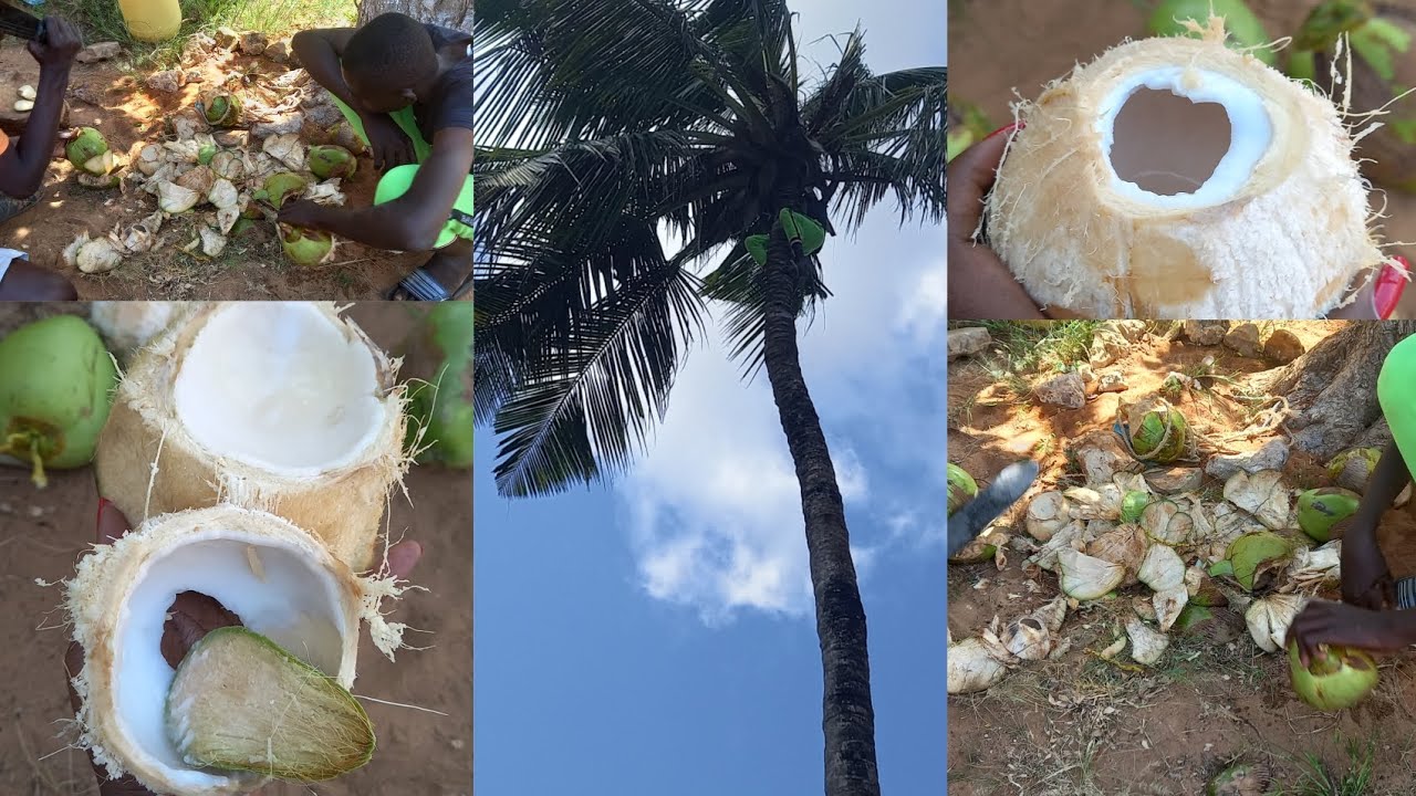 Village life|| How to get madafu🥥🏝🌴😋     #coastalliving #kilifi