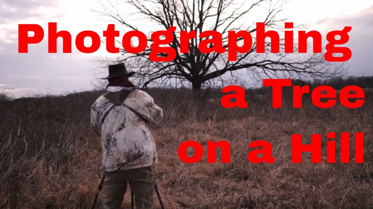 Photographing A Winter Tree in North Carolina. #wildlife #landscapephotography  #birds
