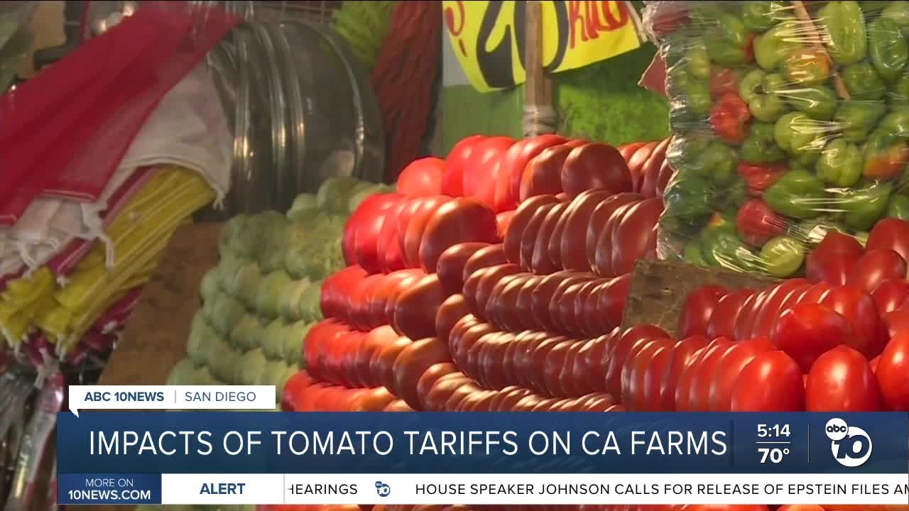 Tomato prices expected to rise following new tariffs and labor shortages