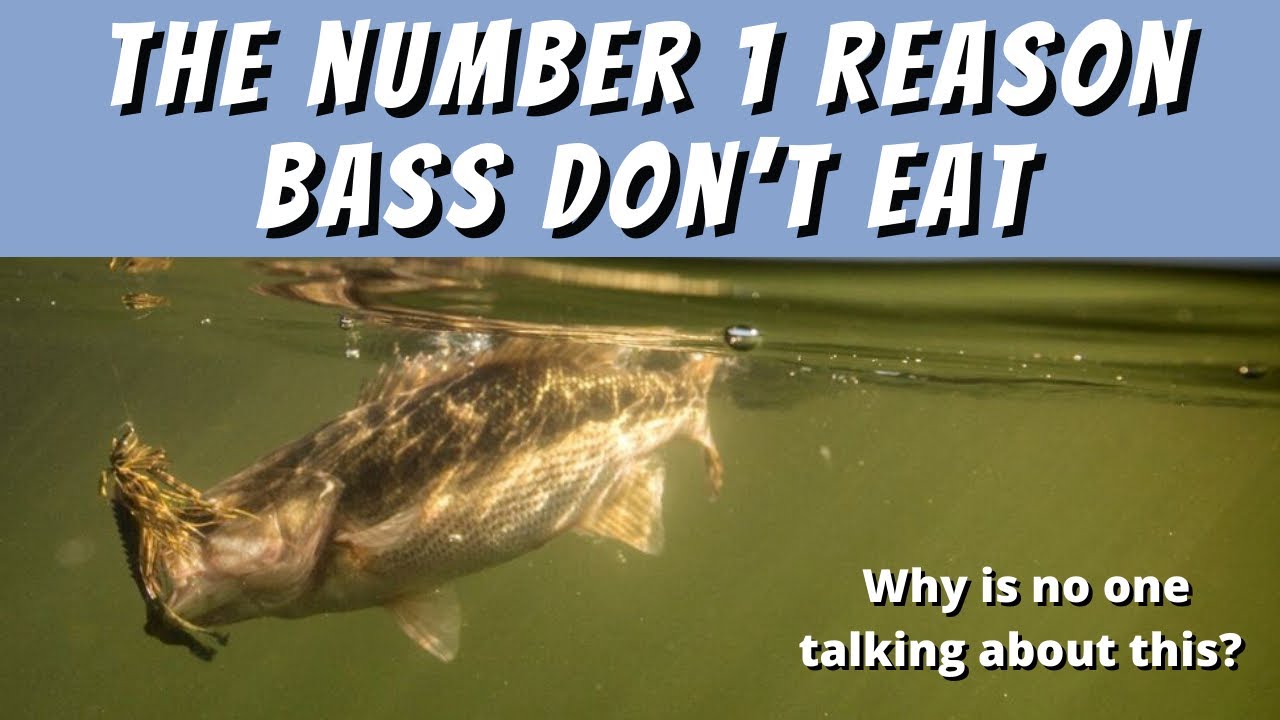 The Number 1 Reason Why Bass Don't Eat (NO ONE TALKS ABOUT IT)