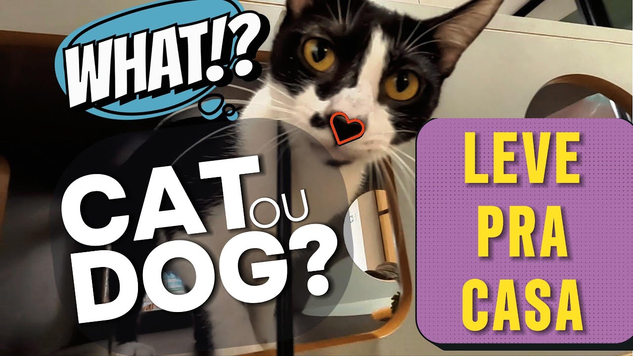 MOSTRE ESSE VÍDEO PARA AS CRIANÇAS E TODOS OS GATEIROS QUE VOCÊ CONHECE | CAFÉ, GATOS E GOSTOSURAS