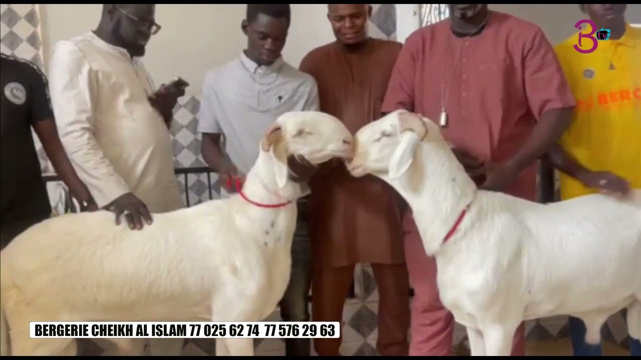 Bergerie Cheikh Al Islam 77 025 62 74  77576 29 63 Keur Massar Cite Ainoumahdy