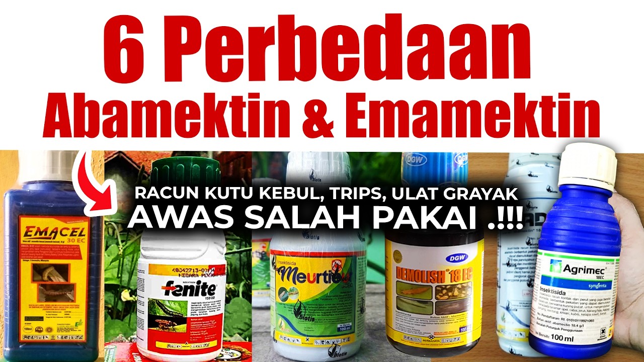 KUTU KEBUL, TRIPS & ULAT GRAYAK, AWAS SALAH PAKAI.❗❗❗ 6 PERBEDAAN INSEKTISIDA ABAMEKTIN & EMAMEKTIN