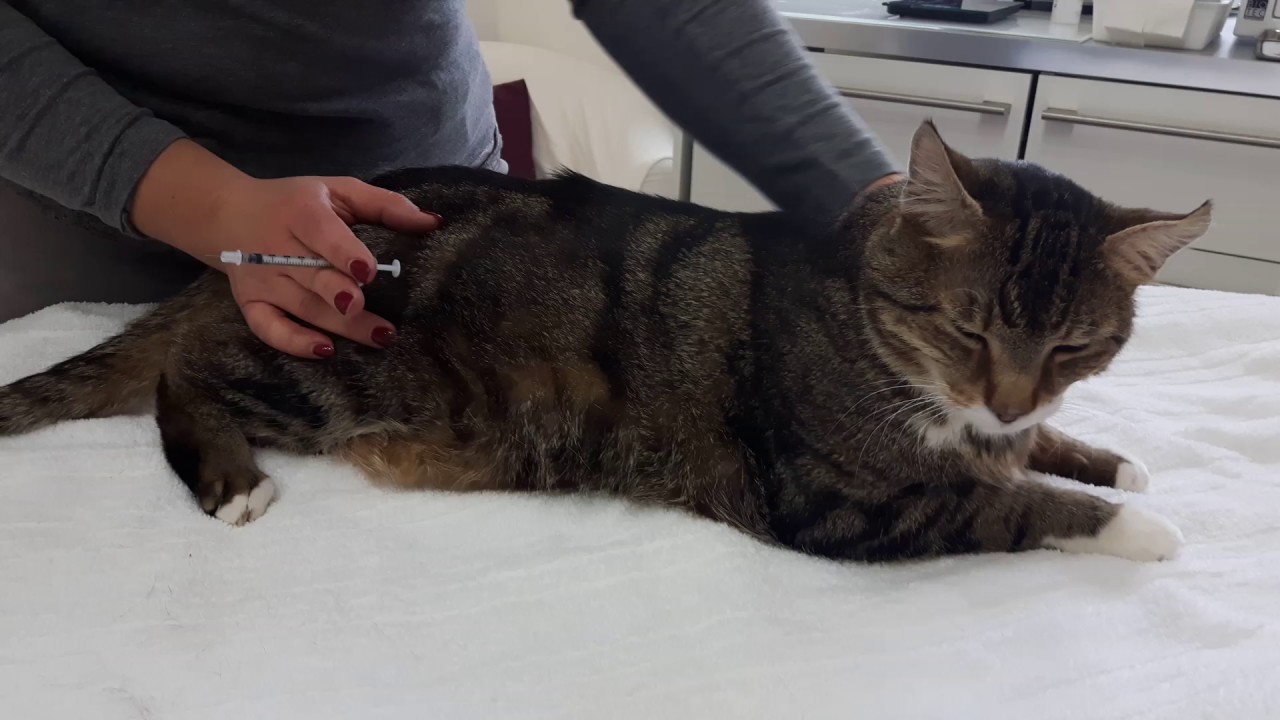 Insulin spritzen bei der Katze