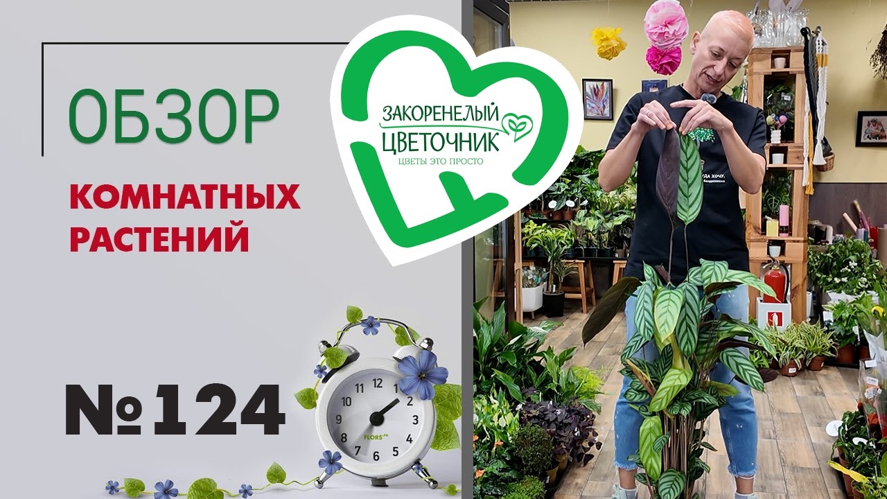 Такого обзора вы еще не видели! Сингониумы, спатифиллумы, папоротники, замиокулькасы, пальмы #124