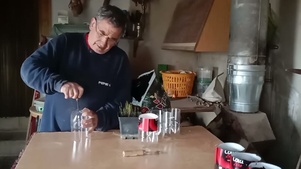 Siembra de esparragos por semilla