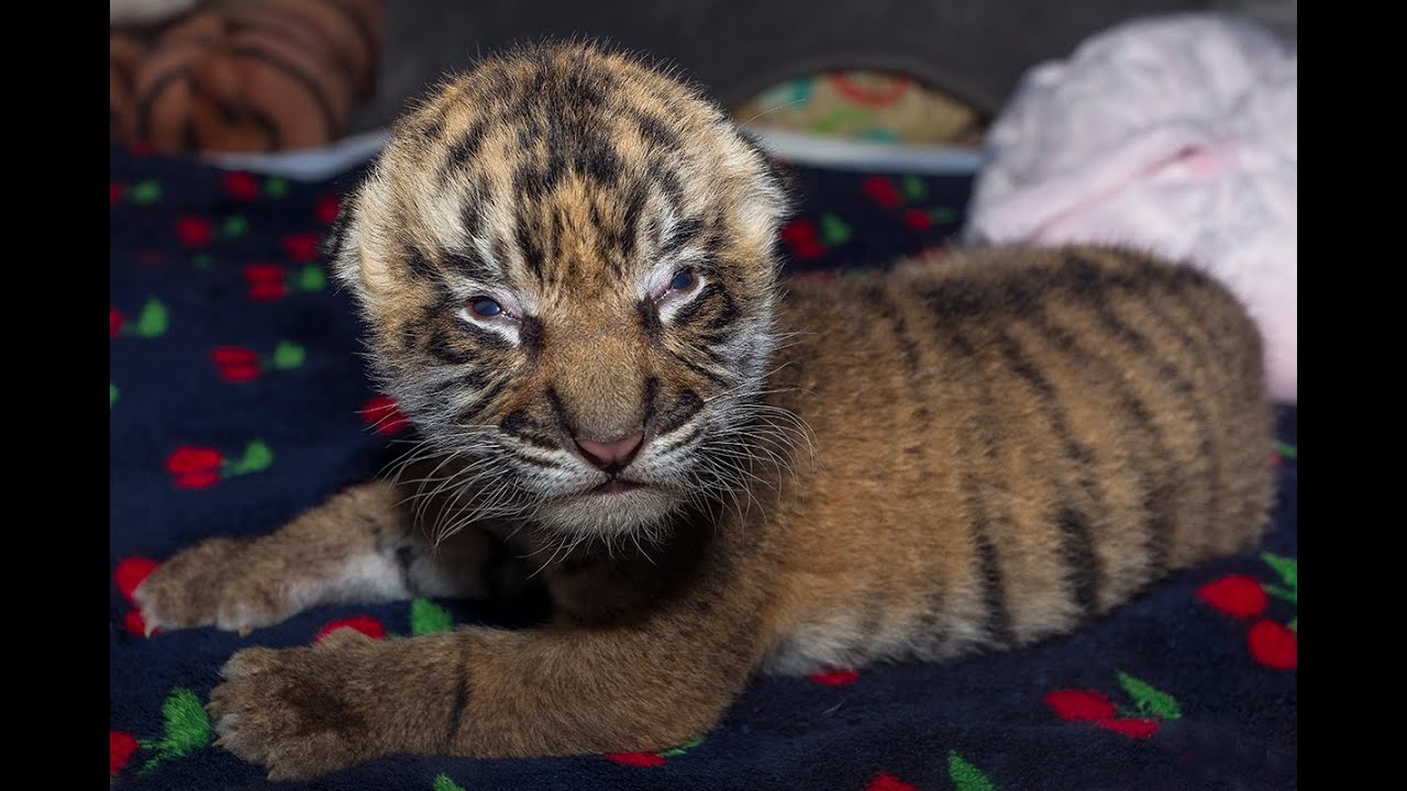 Tiger Cub Born at the San Diego Zoo Safari Park