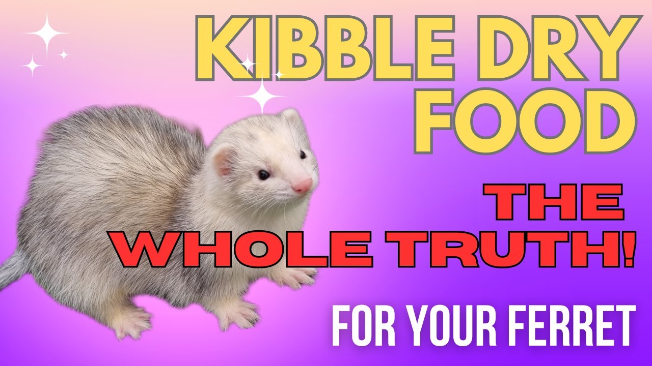 Dry Kibble Diets for FERRETS - The Whole TRUTH!