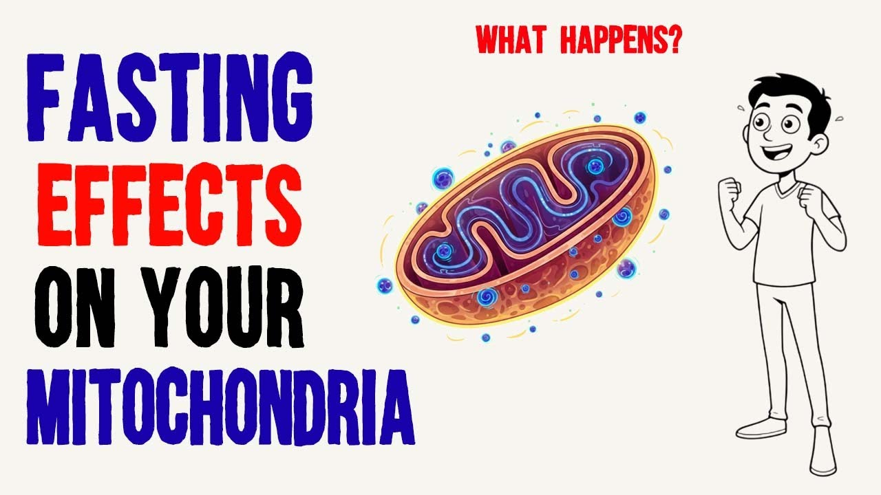 What Happens to Your Mitochondria When You Fast (Fasting Benefits)