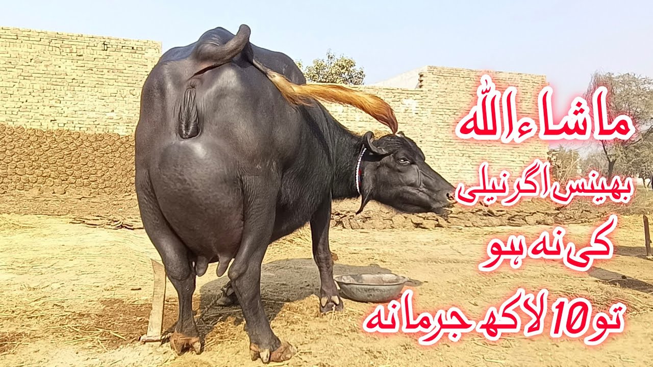 High milking pure nili Ravi Buffalo's for sale in punjab pakistan on youtube 8 December 2025