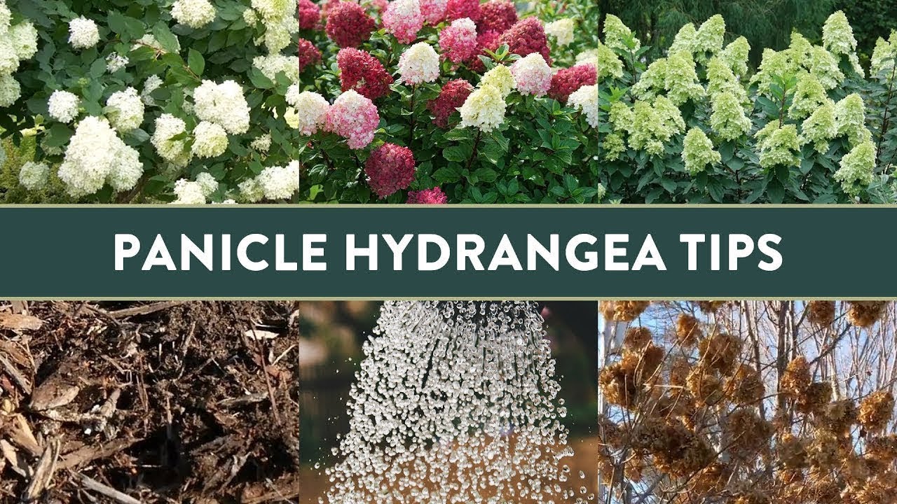 5 Insightful Tips for Growing Panicle Hydrangeas in the South