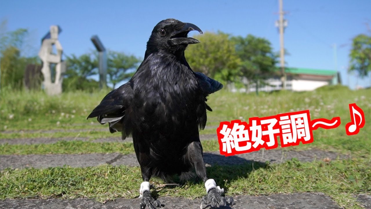 [絶好調でとことん遊び尽くすカラスのリキ]