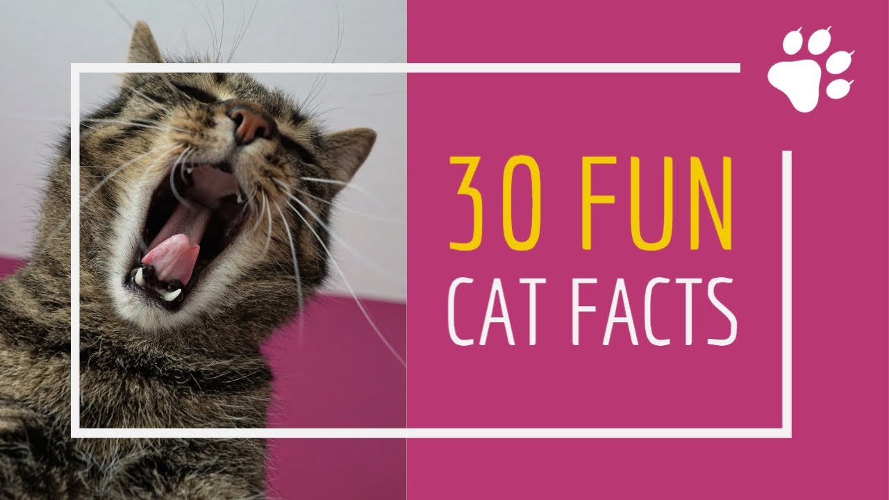 International Cat Day | 30 Amazing Facts about Cats| Cat Facts for Kids | Cat Facts