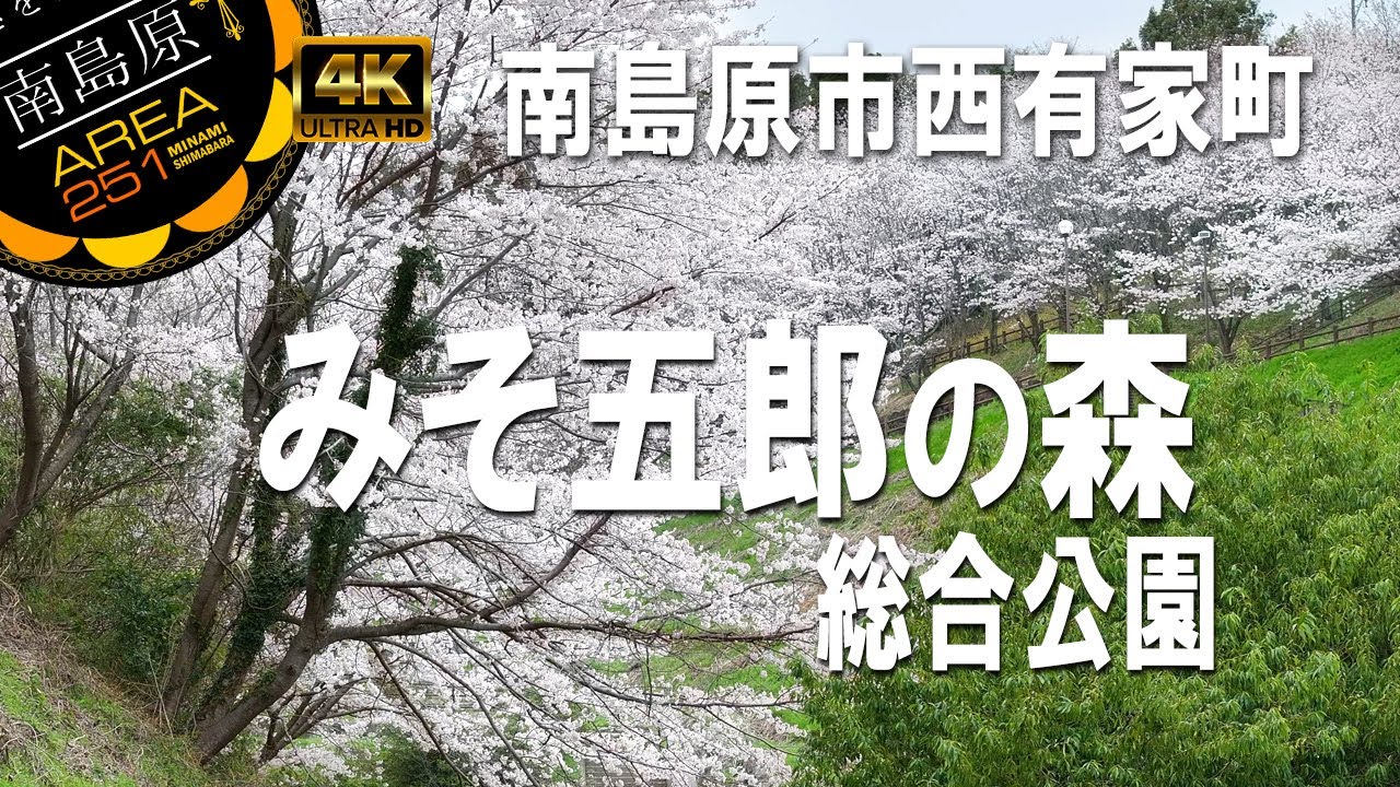 みそ五郎の森総合公園｜桜2025｜南島原市西有家町
