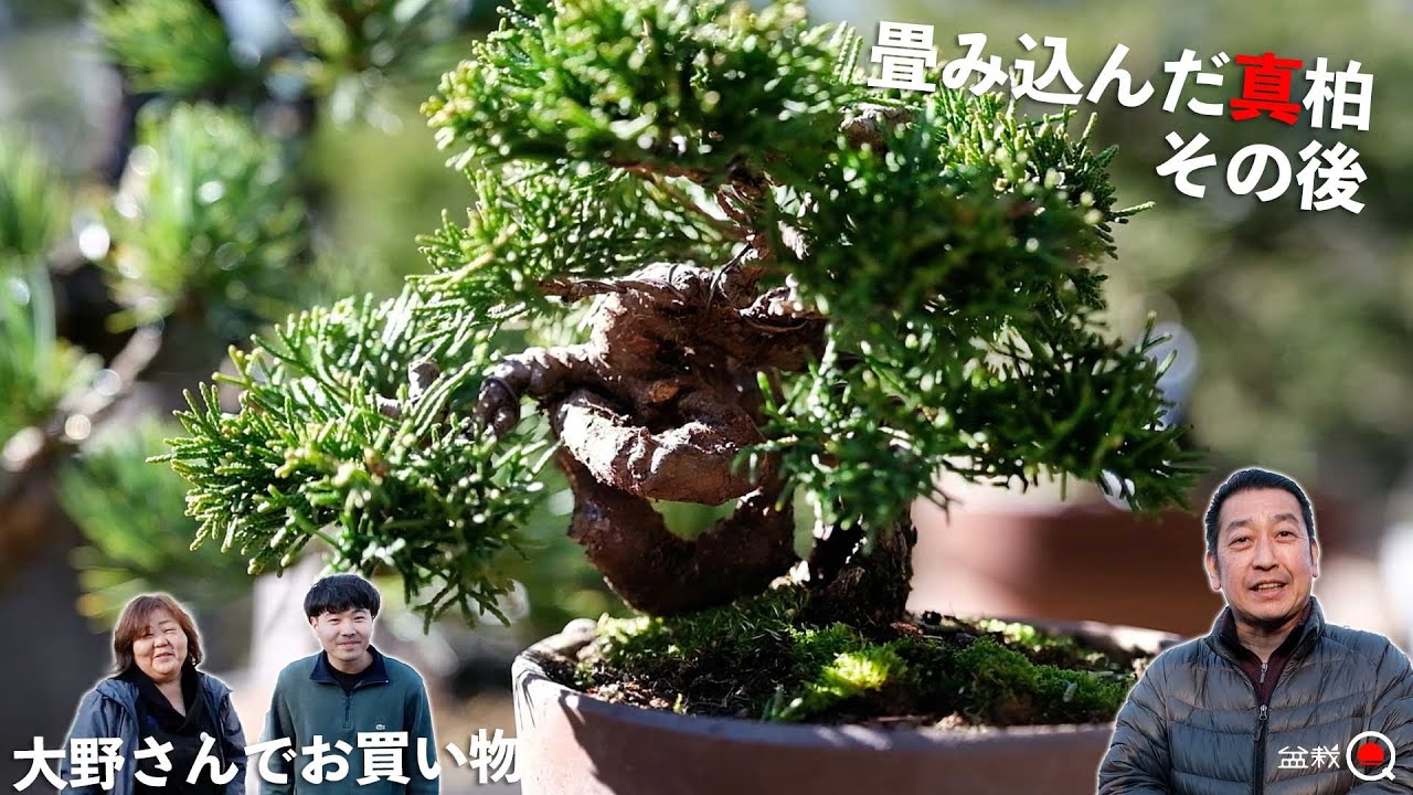 【真柏】畳み込んだ真柏のその後＆盆栽大野でお買い物【盆栽Q】