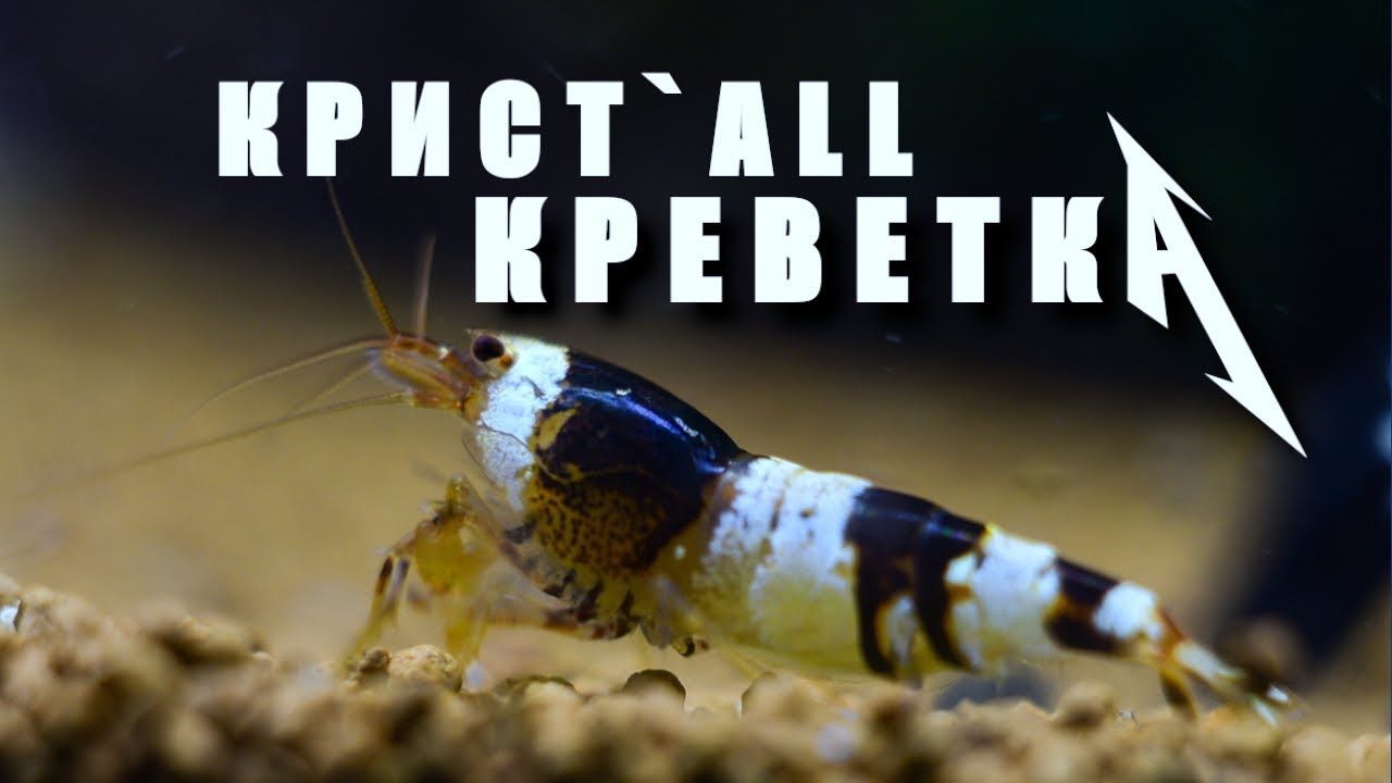 Аквариумные креветки кристалл — невозможное возможно!