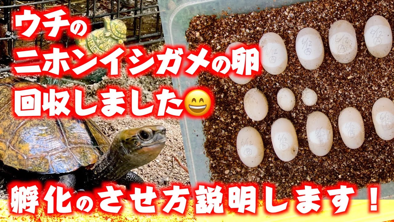 ウチのニホンイシガメ産卵→回収しました。孵化のさせ方説明します！