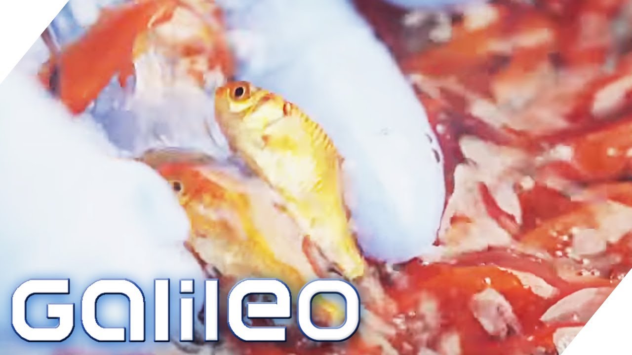 Die Goldfisch-Auktion | Galileo | ProSieben