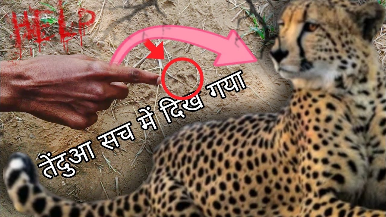 Jungle survival help me tenduaa kam||Jungle survivorVolgs आज तो सच में तेंदुआ दिख गया 😱😱😭😭
